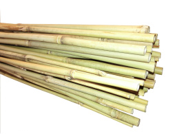 Tyczka Ogrodnicza Bambusowa ø10-12mm x 105cm Jum