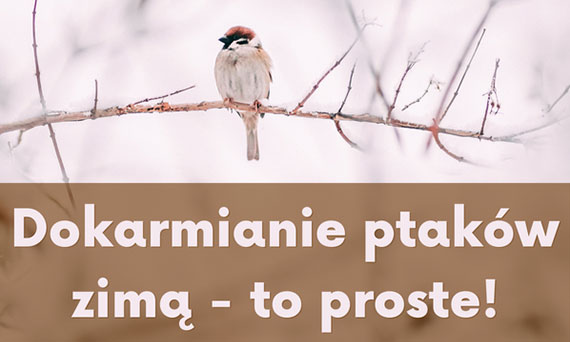 Dokarmianie ptaków zimą - jak nie zaszkodzić dzikiej naturze