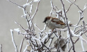 Kule Tłuszczowe Dla Ptaków 90g x 100szt Happy Birds