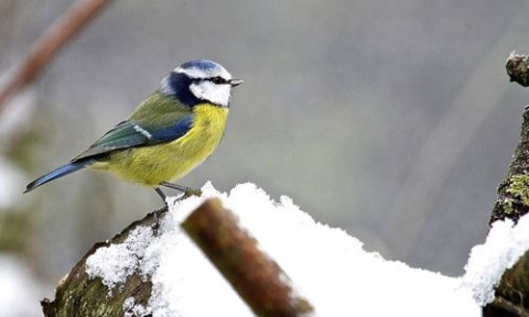 Kule Tłuszczowe Dla Ptaków 100g x 30szt Wiaderko Megi Megan Kule Tłuszczowe Dla Ptaków 100g x 30szt Wiaderko Megi Megan