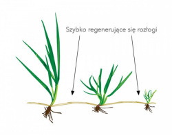 Trawa Na Tereny Rekreacyjne Barenbrug Solid 5kg