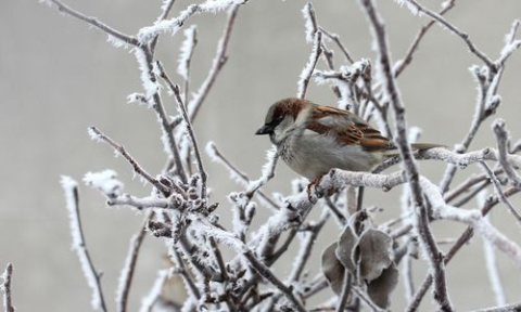 Kule Tłuszczowe Dla Ptaków Bez Siatki 90g x 50szt Happy Birds